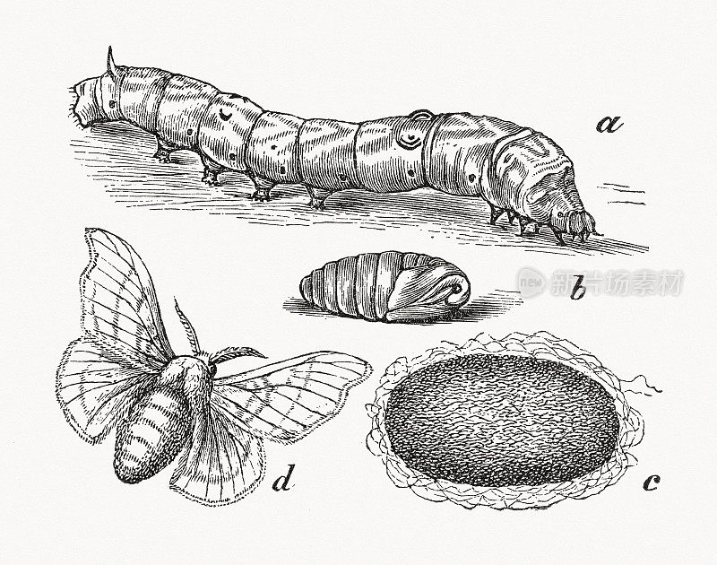 家蚕(Bombyx mori)，木雕，1889年出版